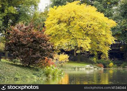 Trees in a park, Central Park, Manhattan, New York City, New York State, USA