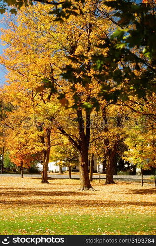 Trees in a park, Chelsea, Vermont, USA