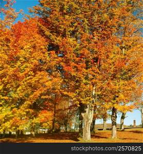 Trees in a park, Lunenburg, Vermont, USA