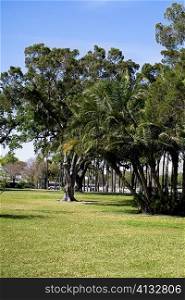 Trees in a park, Plant park, University of Tampa, Tampa, Florida, USA
