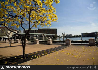 Trees in a park, Riverfront park, Tampa, Florida, USA