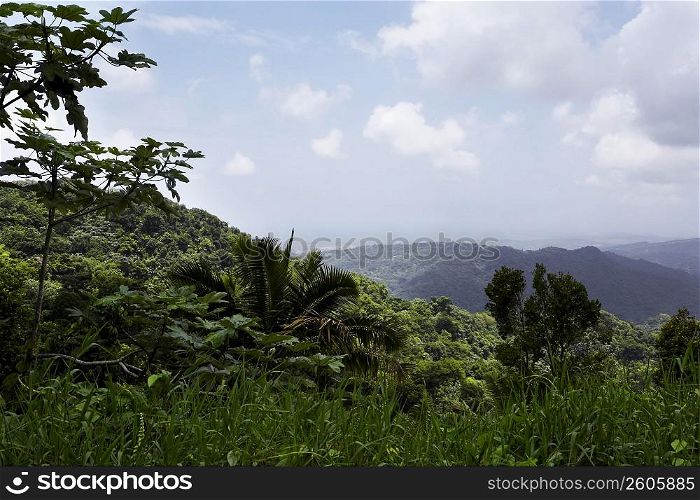 Trees in a rainforest, El Yunque Rainforest, Puerto Rico