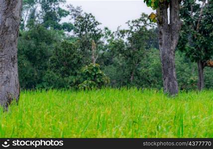 Trees in a rice field in Ubon Ratchathani, Thailand. Rice plantation. Green rice paddy field. Organic rice farm in Asia. Agricultural farm near the forest in rural. Green and fresh environment.