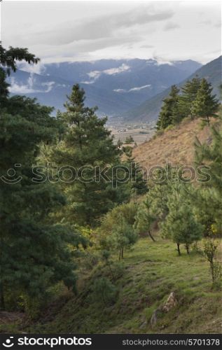 Trees in a valley, Como Resort, Uma Paro, Paro District, Bhutan