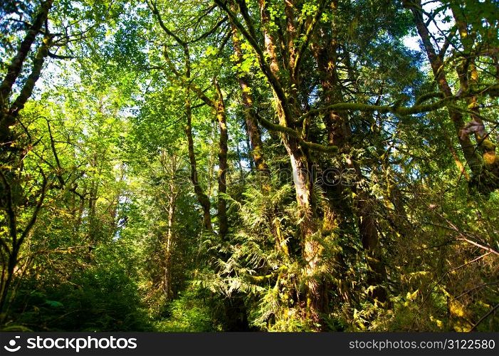Trees in a wooded forest