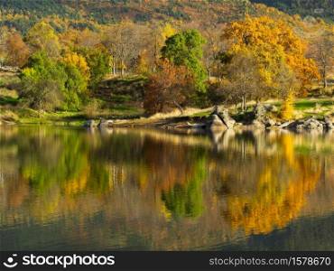 trees in autumn at the lake shore reflected in the water