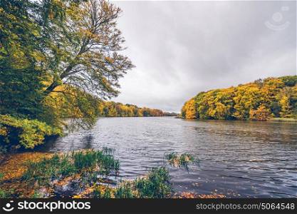 Trees in autumn colors around a lake in scandinavia in october in beautiful yellow and orange autumn colors
