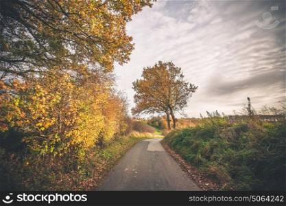 Trees in autumn colors by a nature trail in a countryside landscape scenery in the fall in beautiful autumn colors