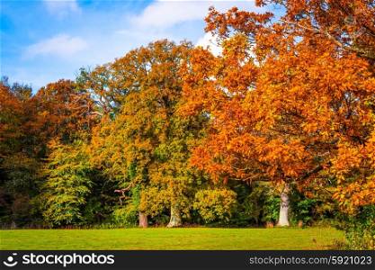 Trees in autumn colors in a park in daylight