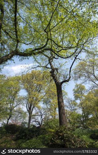 Trees in Central Park, Manhattan, New York City, New York State, USA