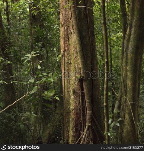 Trees in Costa Rica