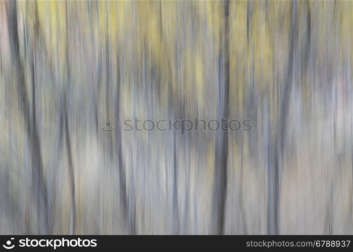 Trees in fall colors - nature motion blur abstract