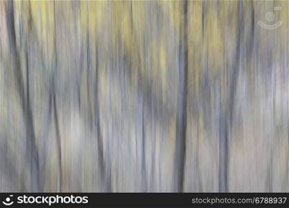 Trees in fall colors - nature motion blur abstract