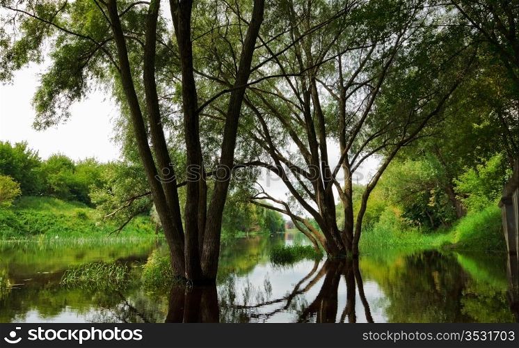 trees in flood in forest at summer day