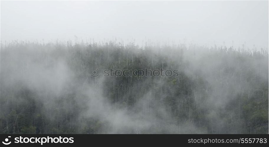 Trees in fog, Bonne Bay, Gros Morne National Park, Newfoundland And Labrador, Canada