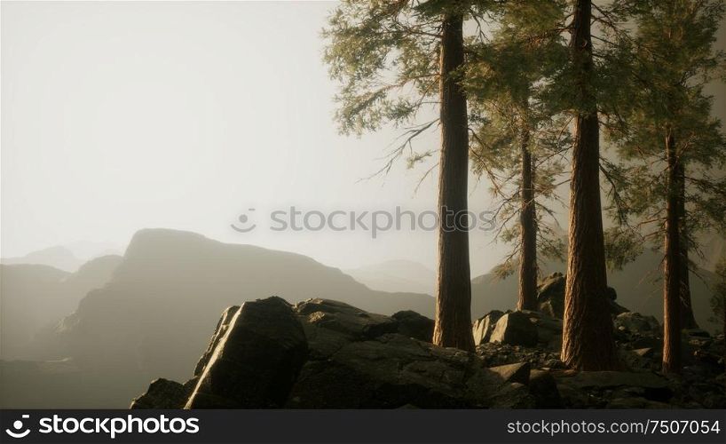 trees in fog in mountains