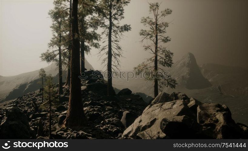 trees in fog in mountains