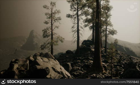 trees in fog in mountains