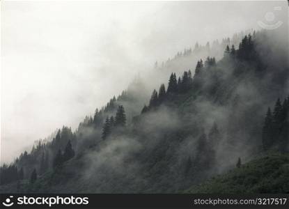 Trees in Fog on Mountain in Austria