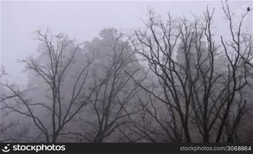 trees in fog, timelapse