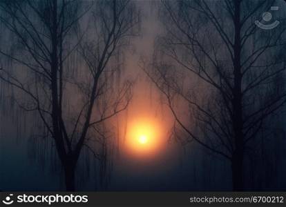 Trees in Foggy Sunset