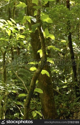 Trees in forest in Cosa Rica