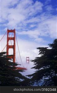 Trees in front of a bridge, Golden Gate Bridge, San Francisco, California, USA