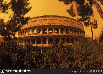 Trees in front of an amphitheater, Rome, Italy