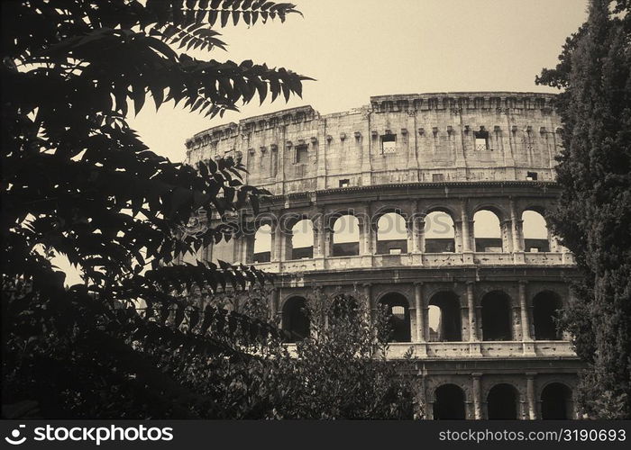 Trees in front of an amphitheater, Rome, Italy