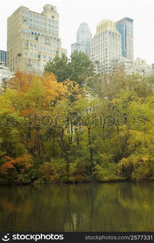 Trees in front of skyscrapers, Central Park, Manhattan, New York City, New York State, USA