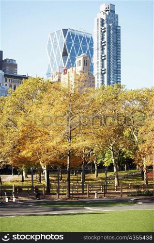 Trees in front of skyscrapers, Central Park, Manhattan, New York City, New York State, USA