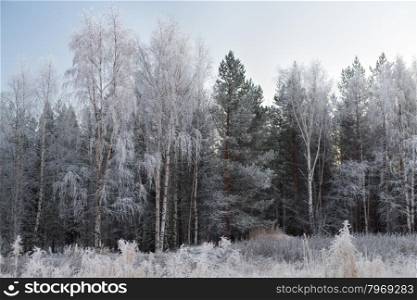 Trees in hoarfrost, birch and pine with blue sky