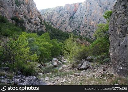 Trees in Kazankaya canyon in Turkey