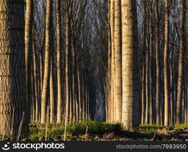 trees in line inside forest, tranquil scenery