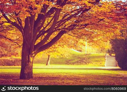 Trees in park.. Nature outdoor foliage season concept. Trees in park. Old flora in autumnal scenery surrounded by golden leaves.