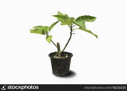 Trees in pot plants isolated on white background with clipping path.
