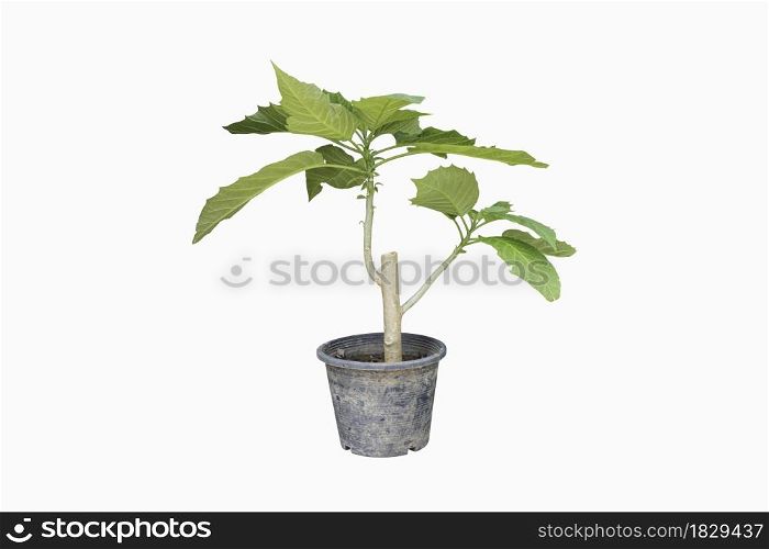 Trees in pot plants isolated on white background with clipping path.