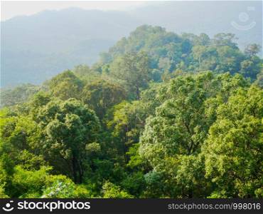 trees in rain forest and mountain