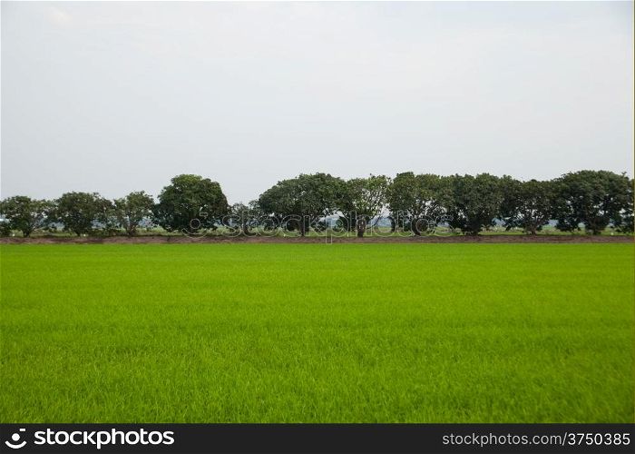 Trees in rice fields. Plant trees in paddy fields. The sky is not bright.