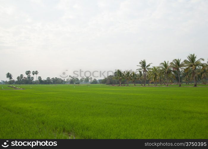 Trees in rice fields. Plant trees in paddy fields. The sky is not bright.