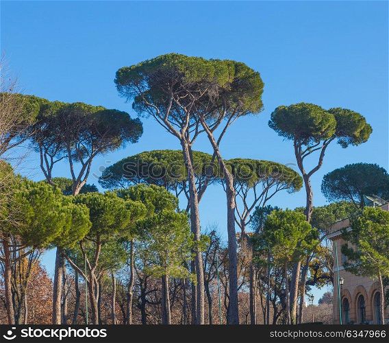 Trees in Rome with blue sky.. Trees in Rome with blue sky