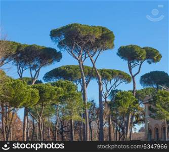Trees in Rome with blue sky.. Trees in Rome with blue sky