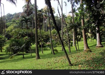 Trees in Royal Botanical Garden Peradeniya near Kandy, Sri Lanka