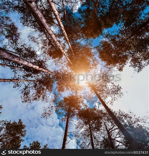 Trees in sky and sun. Trees in sky and sun. Forest background. Trees in sky and sun