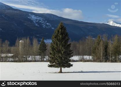 Trees in snow covered field, Highway 16, Yellowhead Highway, British Columbia, Canada