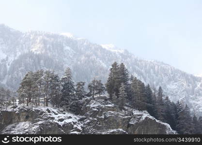 trees in snow on mountains