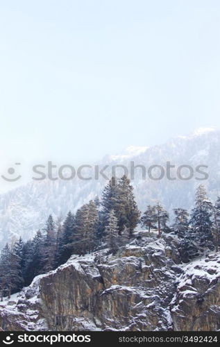 trees in snow on mountains