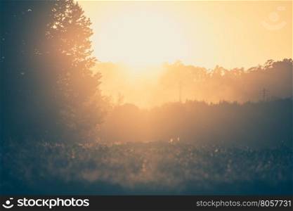 Trees in sunset with fog, blur background scene.