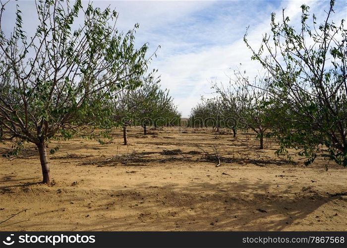 Trees in the autumn orchard in Israel