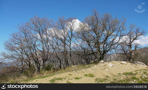 Trees in the Crimean mountains